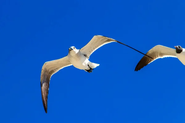 Gabbiano Volante Uccello Gabbiani Uccelli Con Sfondo Cielo Blu Nuvole — Foto Stock