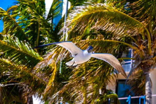 Летающие Чайки Птицы Чайки Птицы Голубым Небом Фоновые Облака Пальмы — стоковое фото
