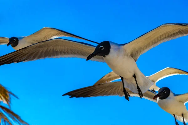Flying Seagull Bird Seagulls Birds Blue Sky Background Clouds Playa — Stock Photo, Image