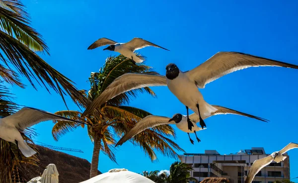 Flying Seagull Bird Seagulls Birds Blue Sky Background Clouds Palms — Stock Photo, Image