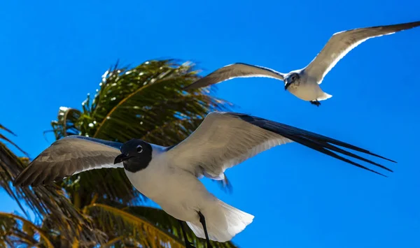 Летающие Чайки Птицы Чайки Птицы Голубым Небом Фоновые Облака Пальмы — стоковое фото