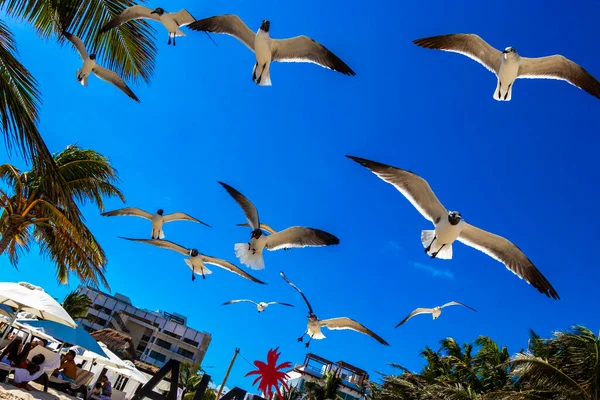 Alimentazione Gabbiano Volante Uccelli Gabbiani Uccelli Con Cielo Blu Sfondo — Foto Stock