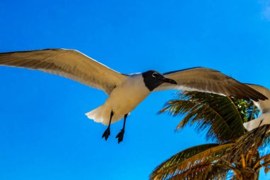 Uçan martı kuşu martı kuşları mavi gökyüzü arka plan bulutları ve palmiye ağaçları Playa del Carmen Quintana Roo Meksika 'da.