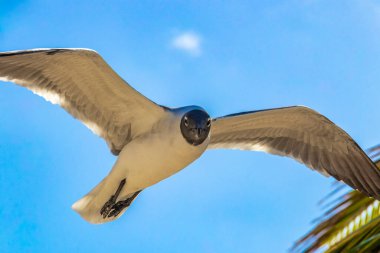 Uçan martı kuşu martı kuşları mavi gökyüzü arka plan bulutları ve palmiye ağaçları Playa del Carmen Quintana Roo Meksika 'da.