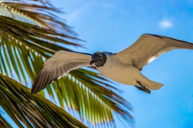 Uçan martı kuşu martı kuşları mavi gökyüzü arka plan bulutları ve palmiye ağaçları Playa del Carmen Quintana Roo Meksika 'da.