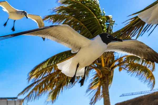 Gabbiano Volante Uccello Gabbiani Uccelli Con Cielo Blu Sfondo Nuvole — Foto Stock