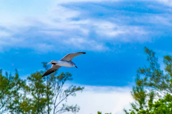 Pescărușul Zburător Pasăre Pescăruși Păsări Fundal Albastru Cer Nori Playa — Fotografie, imagine de stoc