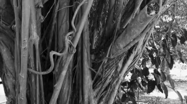 Playa del Carmen Quintana Roo Meksika 'da Ficus maxima incir ağacı..