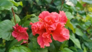 Mor pembe ve kırmızı çiçek ve bitkiler tropikal bahçe ormanlarında ve Playa del Carmen Quintana Roo Meksika 'da.