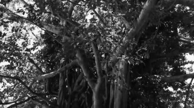 Playa del Carmen Quintana Roo Meksika 'da Ficus maxima incir ağacı..