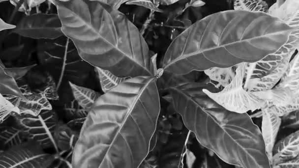 Чорно Білий Відео Тропічних Садів Квіти Дерев Зелених Жовтих Кольорів — стокове відео