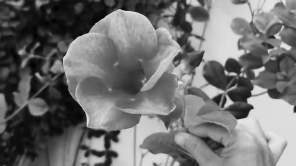 Чорно Біле Відео Пурпурових Рожевих Червоних Квіток Фіолетового Альяманди Рослин — стокове відео