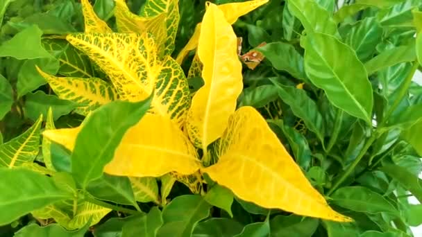 プラヤデルカルメンキンタナの緑と黄色の色の美しい熱帯の庭の植物の木の花 Roo Mexico — ストック動画