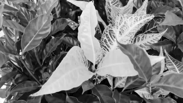 Чорно Білий Відео Тропічних Садів Квіти Дерев Зелених Жовтих Кольорів — стокове відео