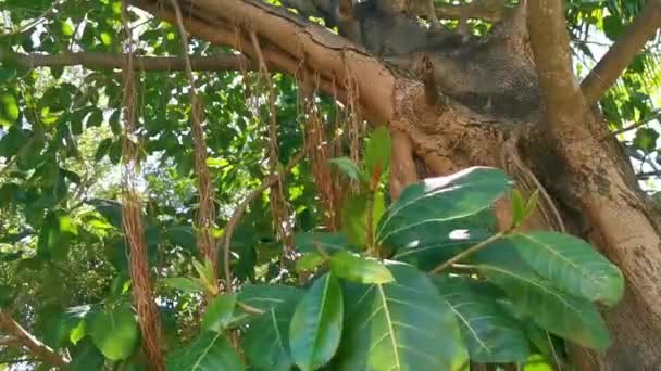 Obrovské Krásné Ficus Maxima Fík Strom Playa Del Carmen Quintana — Stock video