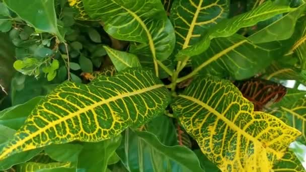 Belas Plantas Jardim Tropical Flor Árvore Cores Verdes Amarelas Playa — Vídeo de Stock