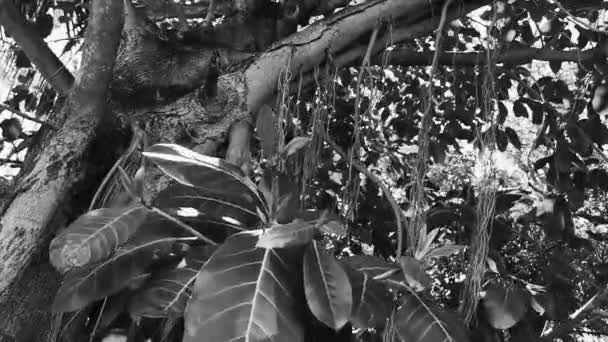 Enorme Hermosa Higuera Ficus Maxima Playa Del Carmen Quintana Roo — Vídeo de stock