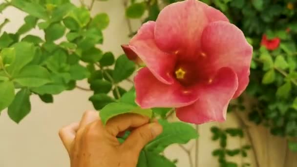 Fioletowy Różowy Czerwony Fioletowy Allamanda Kwiaty Rośliny Roślin Roślin Tropikalnym — Wideo stockowe