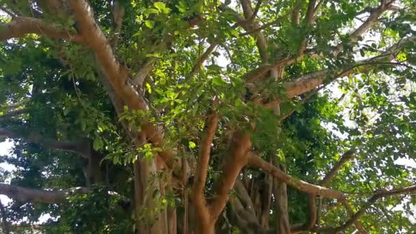 墨西哥普莱雅德尔卡门金塔纳罗奥州的巨大美丽的Ficus Maxima Fig树 — 图库视频影像
