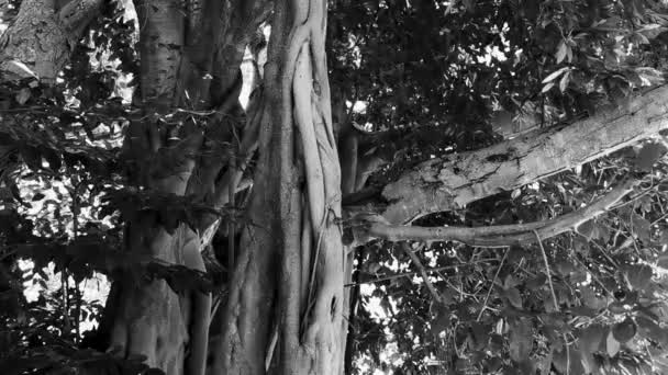 Riesiger Schöner Ficus Maxima Feigenbaum Playa Del Carmen Quintana Roo — Stockvideo