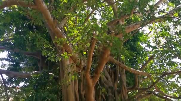 プラヤデルカルメンキンタナの巨大な美しいFicus最大イチジクの木 Roo Mexico — ストック動画