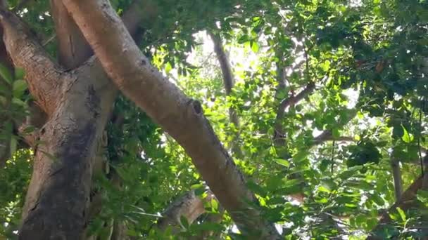 プラヤデルカルメンキンタナの巨大な美しいFicus最大イチジクの木 Roo Mexico — ストック動画