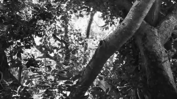 Grote Prachtige Ficus Maxima Vijgenboom Playa Del Carmen Quintana Roo — Stockvideo