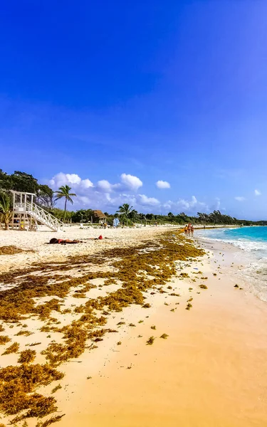Playa Del Carmen Quintana Roo Meksyk Kwiecień 2021 Tropikalny Meksykański — Zdjęcie stockowe