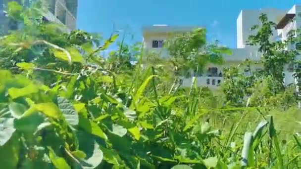 Hotel Resort Apartments Building Tropical Nature Jungle Playa Del Carmen — Vídeos de Stock