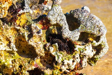 Stones rocks and corals with sea urchins inside in turquoise green and blue water on the beach in Playa del Carmen Quintana Roo Mexico.