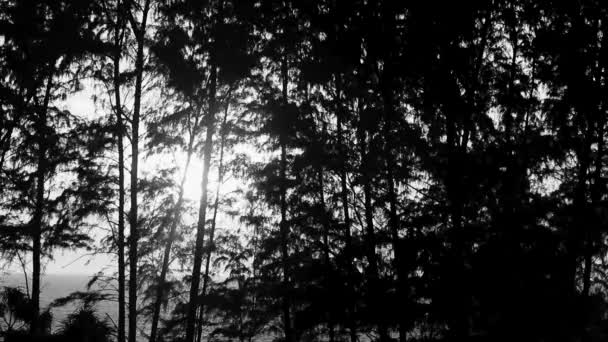 Чорно Біле Відео Прекрасного Приголомшливого Заходу Сонця Жовтим Помаранчевим Деревами — стокове відео