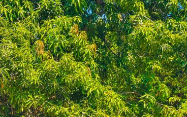 Zicatela Puerto Escondido Oaxaca Meksika 'da arka planda güzel begonviller, beyaz ve pembe çiçekler ve çiçekler..