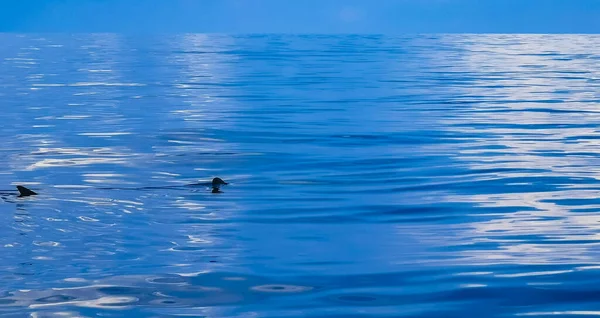 Enorme Tubarão Baleia Nada Superfície Água Passeio Barco Cancun Quintana — Fotografia de Stock