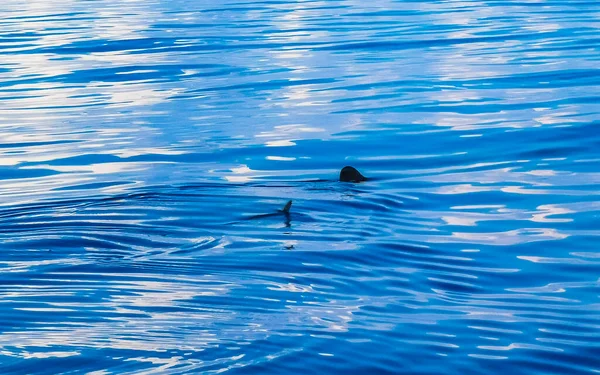 Riesiger Schöner Walhai Schwimmt Auf Der Wasseroberfläche Bei Bootstour Cancun — Stockfoto