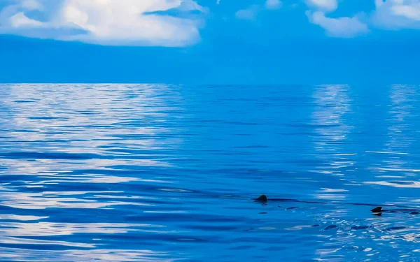 Enorme Tiburón Ballena Hermosa Nada Superficie Del Agua Paseo Barco —  Fotos de Stock