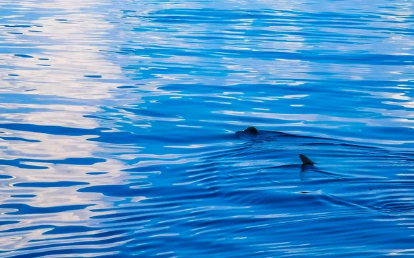 Enorme Tiburón Ballena Hermosa Nada Superficie Del Agua Paseo Barco — Foto de Stock