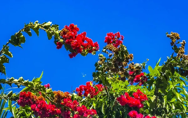 Belas Flores Flores Brancas Rosa Bougainvillea Fundo Zicatela Puerto Escondido — Fotografia de Stock