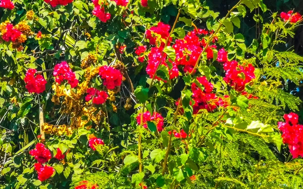 Прекрасні Буґенвілеї Білі Рожеві Квіти Квіти Задньому Плані Пуерто Ескондідо — стокове фото