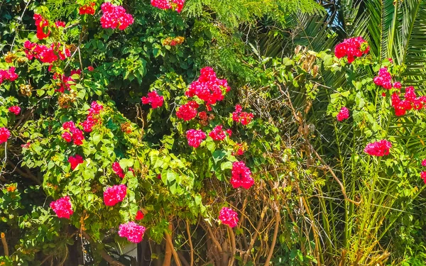 Piękne Bougainvillea Białe Różowe Kwiaty Kwiaty Tle Zicatela Puerto Escondido — Zdjęcie stockowe