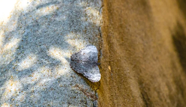 Красивое Коричнево Серое Серое Насекомое Бабочка Скальной Стене Сикателе Пуэрто — стоковое фото