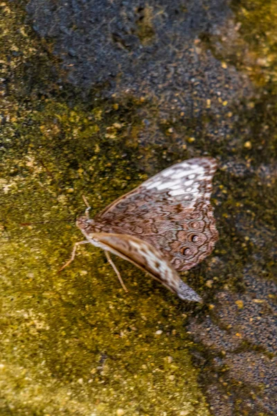 Hermoso Insecto Mariposa Gris Marrón Pared Roca Zicatela Puerto Escondido —  Fotos de Stock