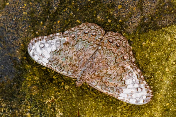 Schöne Braun Grau Silberne Schmetterling Insekt Auf Felswand Zicatela Puerto — Stockfoto