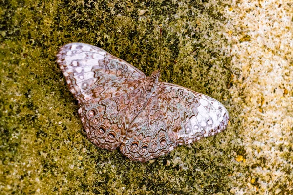 Krásný Hnědý Šedý Stříbrný Motýlí Hmyz Skalní Stěně Zicatela Puerto — Stock fotografie