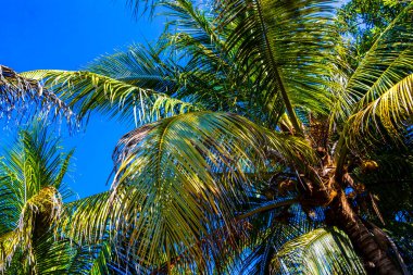 Zicatela Puerto Escondido Oaxaca Meksika 'da Hindistan cevizi ve mavi gökyüzü arka planlı tropik doğal Meksika palmiyeleri..