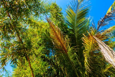 Zicatela Puerto Escondido Oaxaca Meksika 'da Hindistan cevizi ve mavi gökyüzü arka planlı tropik doğal Meksika palmiyeleri..
