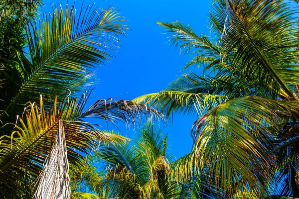 Tropische Natuurlijke Mexicaanse Palmen Palmbomen Met Kokosnoten Blauwe Lucht Achtergrond — Stockfoto