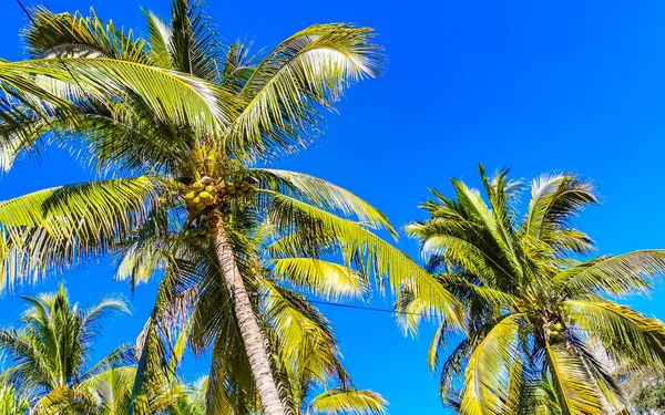 Tropical Natural Mexican Palms Palm Tree Trees Coconuts Blue Sky — Stock Photo, Image