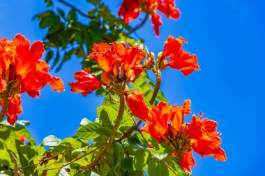 Mor pembe ve kırmızı çiçek çiçekleri tropikal bahçe ormanlarında ve Playa del Carmen Quintana Roo Meksika 'da bitki ve çiçek açar..