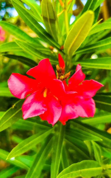 プラヤデルカルメンキンタナの熱帯の庭のジャングルの森と自然の中で紫のピンクと赤の花の花や植物 Roo Mexico — ストック写真