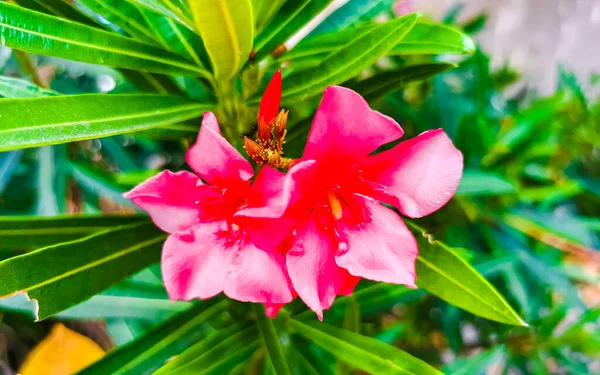 Fioletowy Różowy Czerwony Kwiat Kwiaty Kwiaty Rośliny Roślin Roślin Tropikalnym — Zdjęcie stockowe